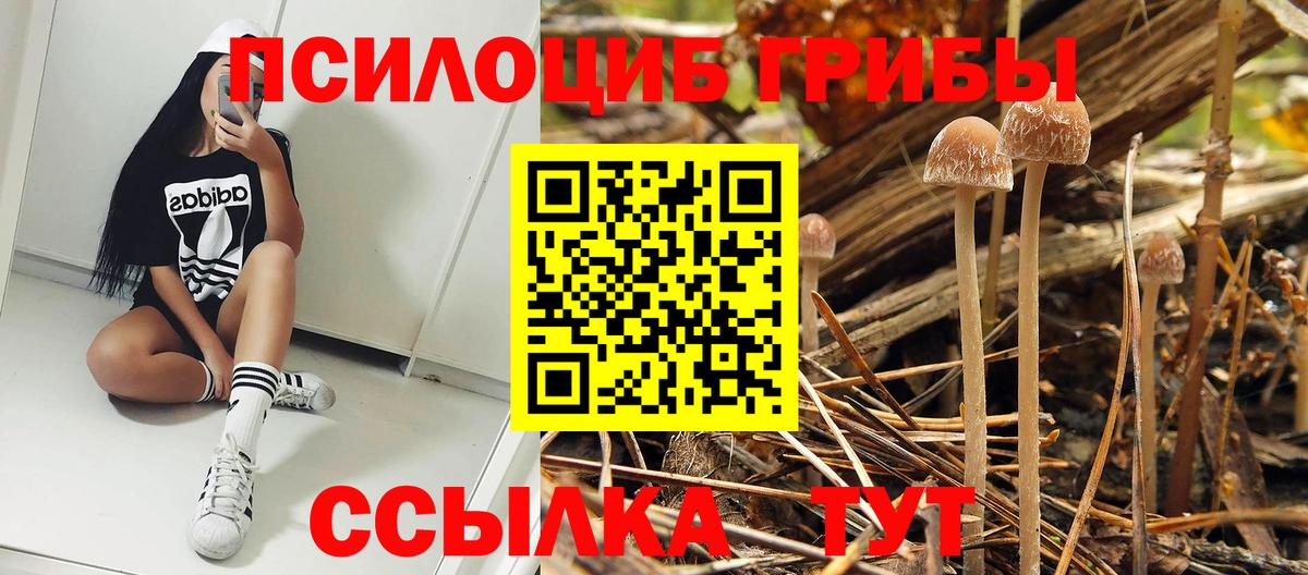 Псилоцибиновые грибы Psilocybe Тара